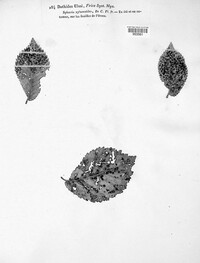 Dothidella ulmi image